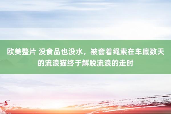 欧美整片 没食品也没水，被套着绳索在车底数天的流浪猫终于解脱流浪的走时